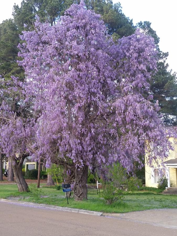 Spahn House Bed And Breakfast Senatobia Экстерьер фото